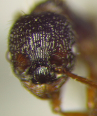 Myrmica schencki