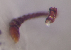 Myrmica schencki