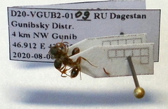 Myrmica schencki