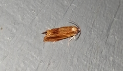 Eucosma umbrastriana