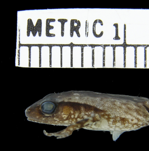 Arthroleptis kidogo