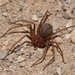 Mediterranean Recluse - Photo (c) jorozko, some rights reserved (CC BY-NC-SA)