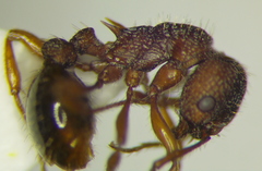 Myrmica specioides