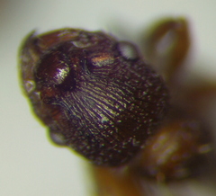 Myrmica specioides