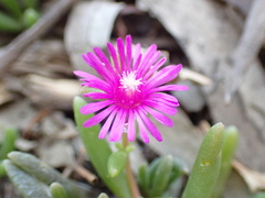 Delosperma lavisiae