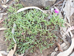 Delosperma lavisiae