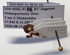 Myrmica specioides