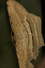 Calletaera dentata