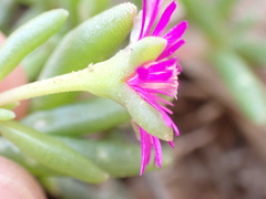 Delosperma lavisiae