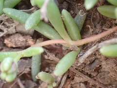 Delosperma lavisiae