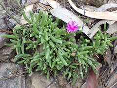Delosperma lavisiae