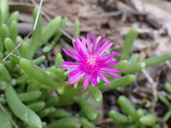 Delosperma lavisiae