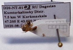 Myrmica sabuleti