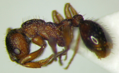 Myrmica hellenica