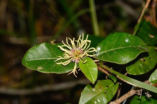 Trichocladus crinitus (Thunb.) Pers.