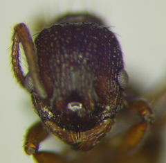 Myrmica hellenica