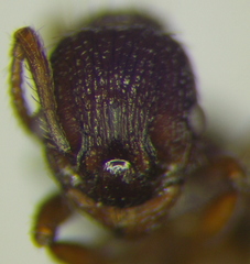 Myrmica hellenica