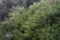 Myrtus communis