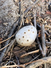 Myriostoma