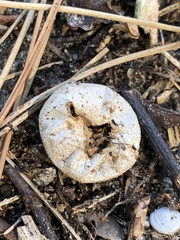 Myriostoma