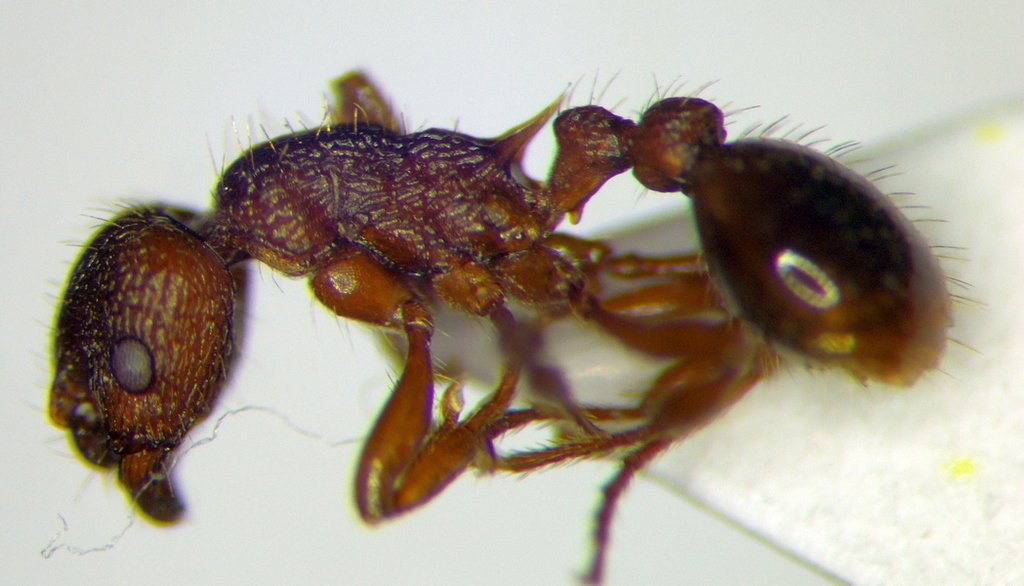 Myrmica hellenica