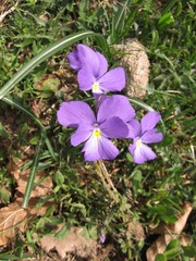 Viola ferrarinii