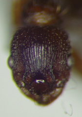 Myrmica hellenica
