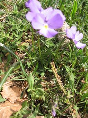 Viola ferrarinii