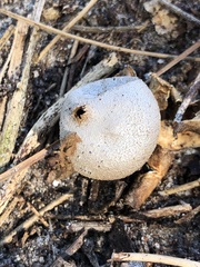 Myriostoma