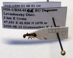 Myrmica hellenica
