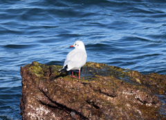 Chroicocephalus ridibundus