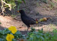 Turdus merula
