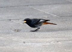 Phoenicurus ochruros