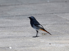 Phoenicurus ochruros