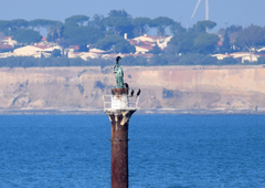 Phalacrocorax carbo