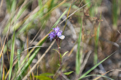 Saussurea salicifolia