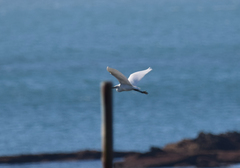 Egretta garzetta