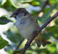 Passer domesticus