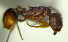 Myrmica hellenica
