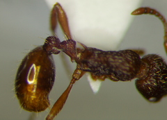 Myrmica hellenica
