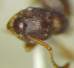 Myrmica hellenica