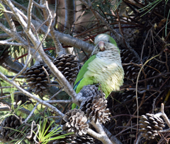 Myiopsitta monachus