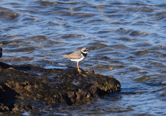 Charadrius hiaticula