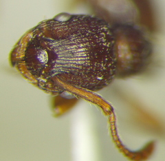 Myrmica hellenica