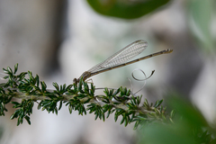 Pseudagrion hageni