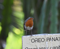 Erithacus rubecula