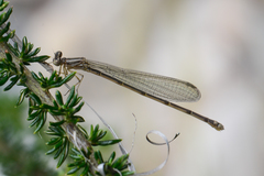 Pseudagrion hageni