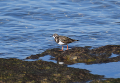 Arenaria interpres