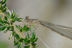Pseudagrion hageni