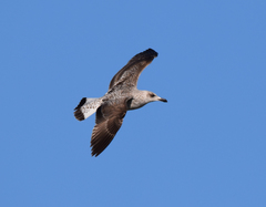 Larus michahellis